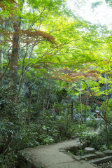 等々力渓谷　稚児大師御影堂へ続く道