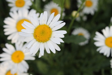 Obraz premium chanmomiles or daisies outside garden