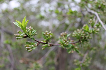 a bunch of cherry tree with new leaves