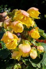 Tuberous begonia Crispa Marginata Yellow and Red   blooms in the garden