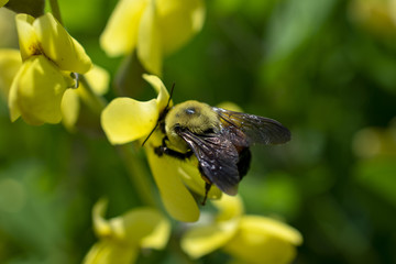 bee