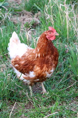 Brown white chicken on green meadow. Free-range farm animal.