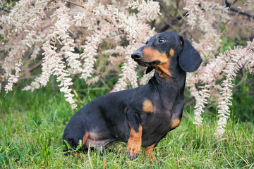 cute dog of the breed of dachshund, black and tan, on a background of pink flowers in spring