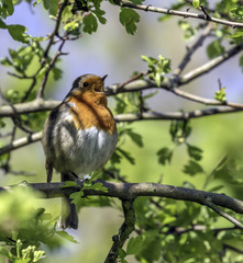 robin singing in the UK