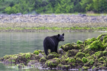Black bear standing on rocks at low tide Tofino British Columbia Canada