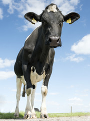 black and white cows in green grassy summer meadow under blue sky near amersfoort in the netherlands