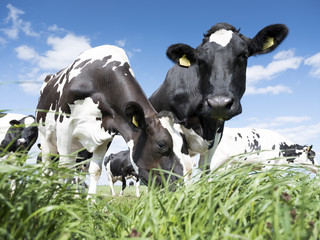 black and white cows in green grassy summer meadow under blue sky near amersfoort in the netherlands