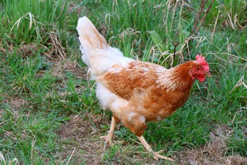 Brown white chicken on green meadow. Free-range farm animal.