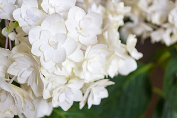 white hydrangea