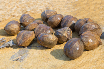 Hickory nuts before planting in the forest lie on a tree