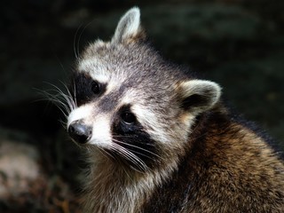 close-up portrait of raccoon
