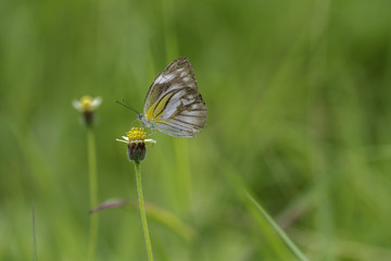 Cepora nadina Butterfly sucked from sweet grass pollen.