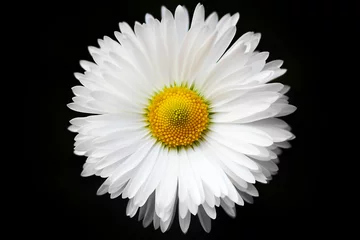 Foto op Plexiglas isolated White daisy on black © Lasha Kilasonia