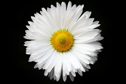 Fototapeta isolated White daisy on black