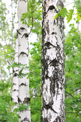 birch trees with white bark in summer in birch grove