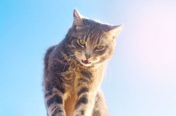 funny smiles gray cat on a blue background in sunlight. cat in the sky. a pet. beautiful kitten. banner. place for text