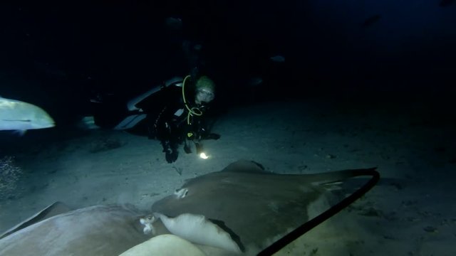 Young beautiful woman scuba diver look at stingrays at night. Pink whipray (Himantura fai), Indian Ocean, Maldives
