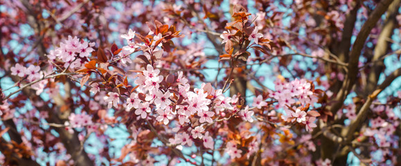 apricot blossom on a sunny day, the arrival of spring, the blossoming of trees, pink buds on a tree, natural wallpaper. banner
