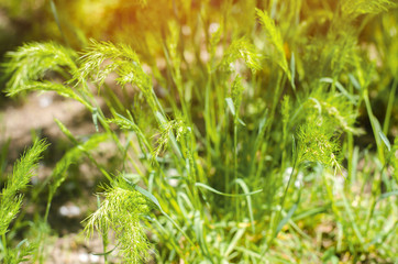 green grass on a sunny day. selective focus. texture of grass. background for design. natural wallpaper. concept of spring