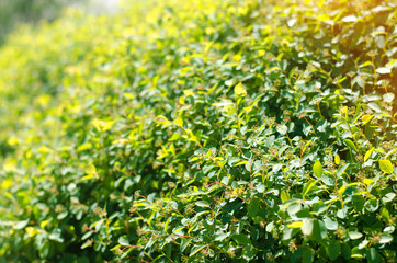 hedgehog, green bush on a sunny day, background for design, natural wallpaper, close-up