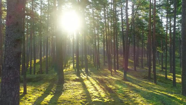 Wild pine forest with green moss under the trees. Moving between trees in beautiful sunny morning just after sunrise.