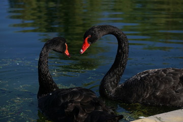 Two black swan