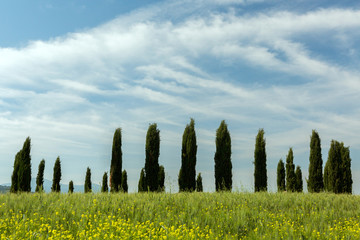 Tuscan circle of cypresses