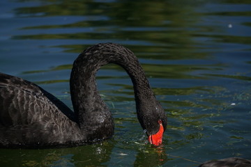 Black swan in water 