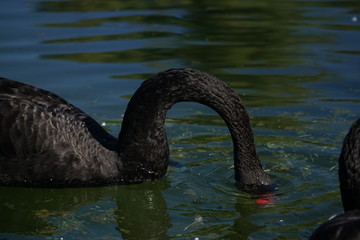 Black swan in water 