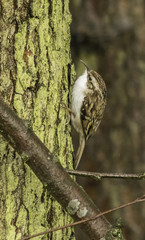 nuthatch in the UK