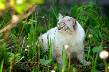 Neva masquerade (siberian) cat on green grass