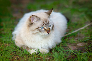 Naklejka na ściany i meble Neva masquerade (siberian) cat on green grass