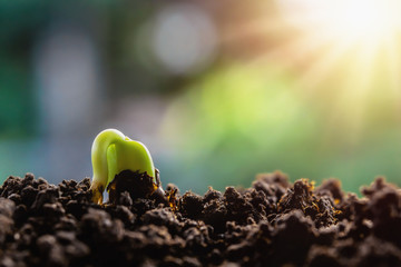 new green sprout growing on soil with sunshine