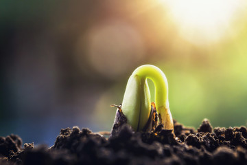 new green sprout growing on soil with sunshine - obrazy, fototapety, plakaty