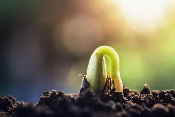 Fotobehang new green sprout growing on soil with sunshine © lovelyday12