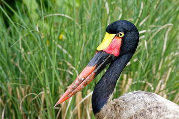 le jabiru d'Afrique