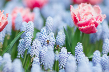 Two bees flying among pink and white fringed tulips and blue grape hyacinths (muscari armeniacum),...