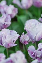 Violet and white tulips close-up