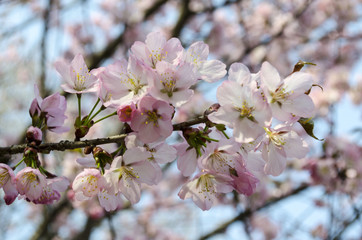 Blooming sakura in botanical garden