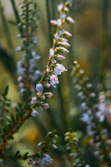 pink flowers of calluna vulgaris outdoors