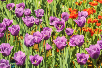Lilac tulips blooming in the botanical garden.