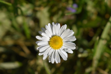 Fototapeta premium Gänseblümchen
