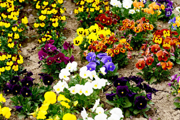 fioritura tulipani arboretum lubiana