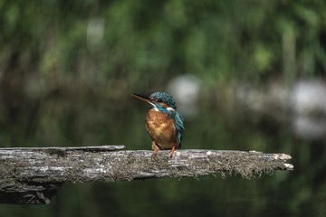 Eisvogel