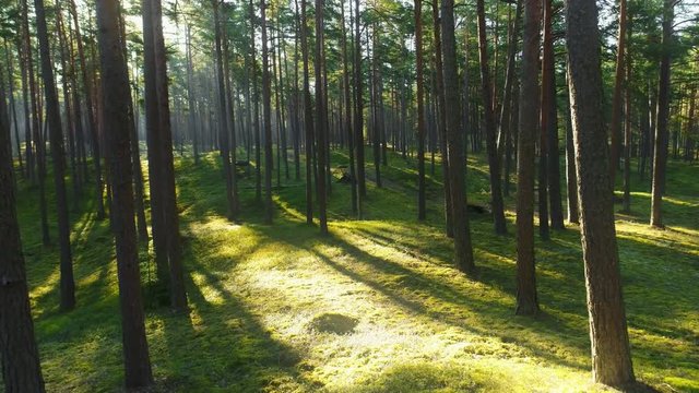 Wild pine forest with green moss under the trees. Moving between trees in beautiful sunny morning just after sunrise.