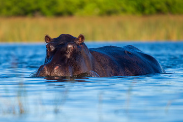 Hippo on the run on land in the Masai Mara National Park in Kenya (Hippopotamus amphibius)	