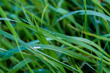 Water drop on grass