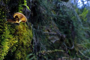 Fototapeta premium Hongo (flammulina velutipes) en el bosque