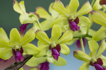 Yellow mix Dark Pink  orchids flower