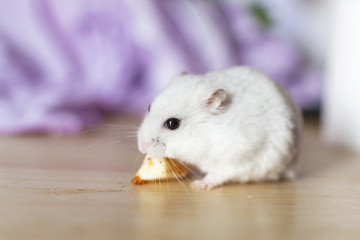 Hamster eating a piece of cheese.